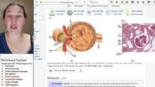 Urinary system 5- Renal corpuscle Profile