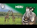 Parc national de meru prserver le cycle de la vie  documentaire animalier  amp