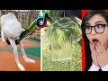 Amazing things youve never seen before on tiktok