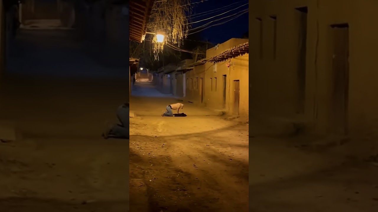 camaras captan un 🐶