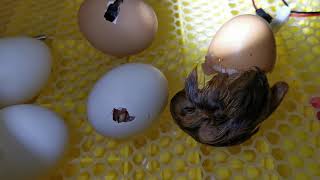 Вывелся цыпленок из яйца с неправильно расположенной воздушной камерой.