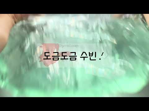 약 100명계 나눔(판매)