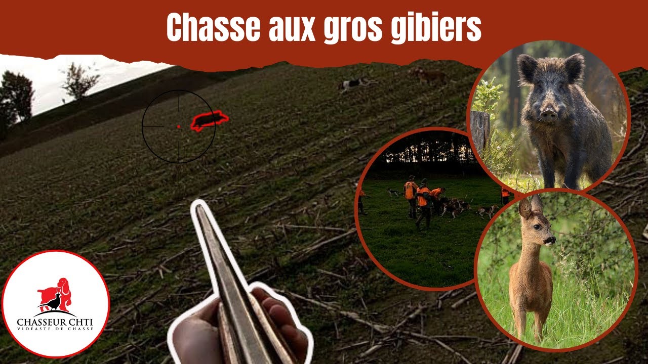 CHASSE aux GROS GIBIERS ! SANGLIERS et CHEVREUILS en BRETAGNE !
