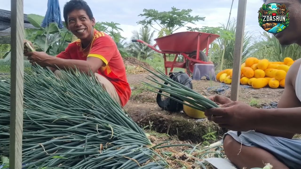 PAS BANGET MENYABUT BULAN PUASA PAKDE FAHROJI PANEN TIMUN SURI 