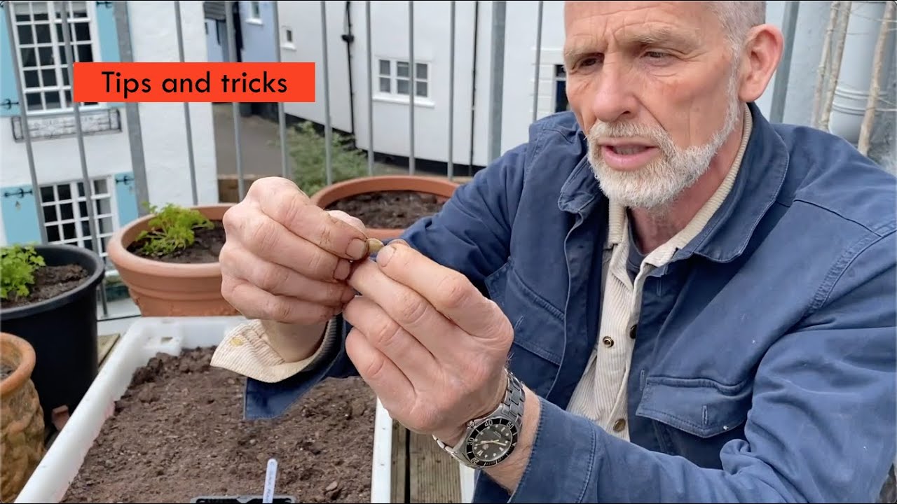 The secrets to successfully sowing courgettes (zucchini)