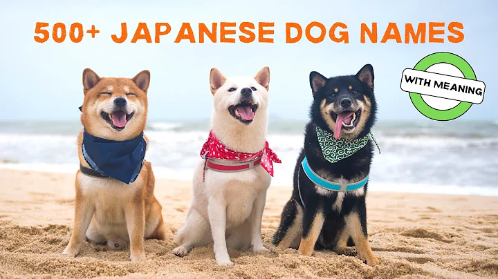 Top 500+ Japanese Dog Names (With Meaning) | Most Popular & Unique | Part 1/2 - DayDayNews
