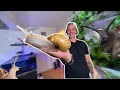 Le plus gros escargot du monde chez toi   toopet