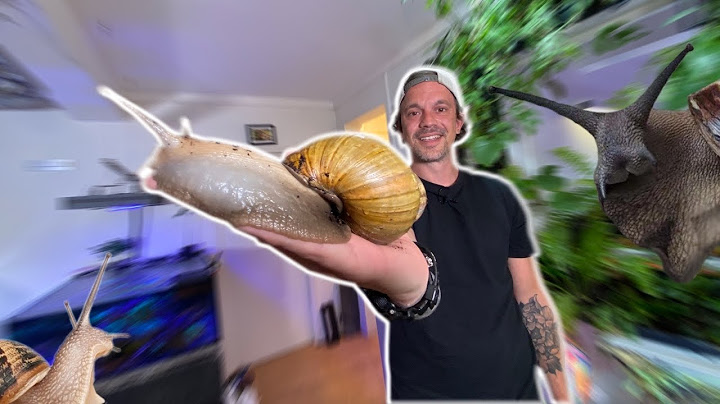 LE PLUS GROS ESCARGOT DU MONDE CHEZ TOI !? - TOOPET