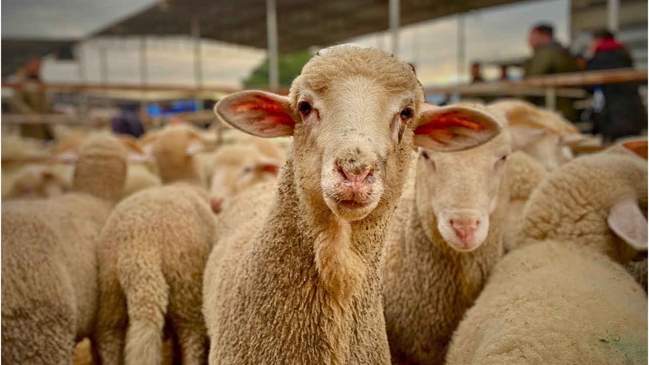 2026 Kurbanlık Kuzu Fiyatları?