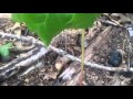 Mayapple plants dont need soil to grow in