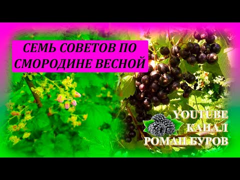 СЕМЬ советов по СМОРОДИНЕ весной, для большого урожая летом. Как ухаживать за смородиной весной.