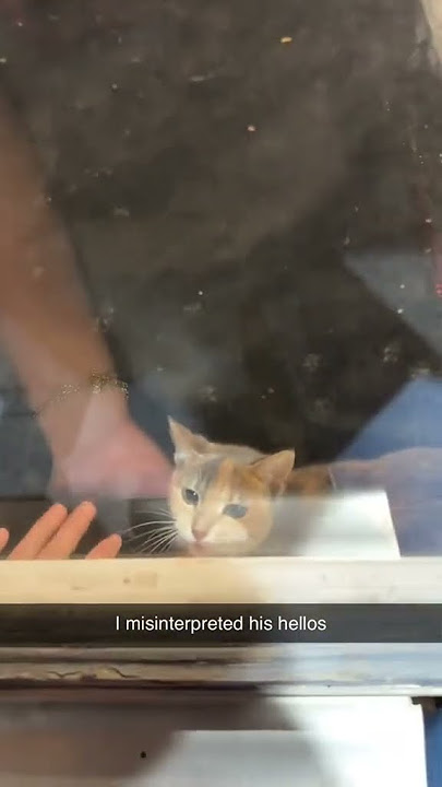 #catoftheday #cat #cats #catlovers #cutecat @mpeezeeno