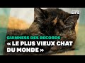 Le  plus vieux chat du monde  sappelle flossie et il a presque 27 ans