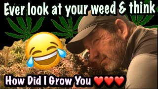 You Ever Look at Your Cannabis and Think, "How Did I Grow You?!" ;-)
