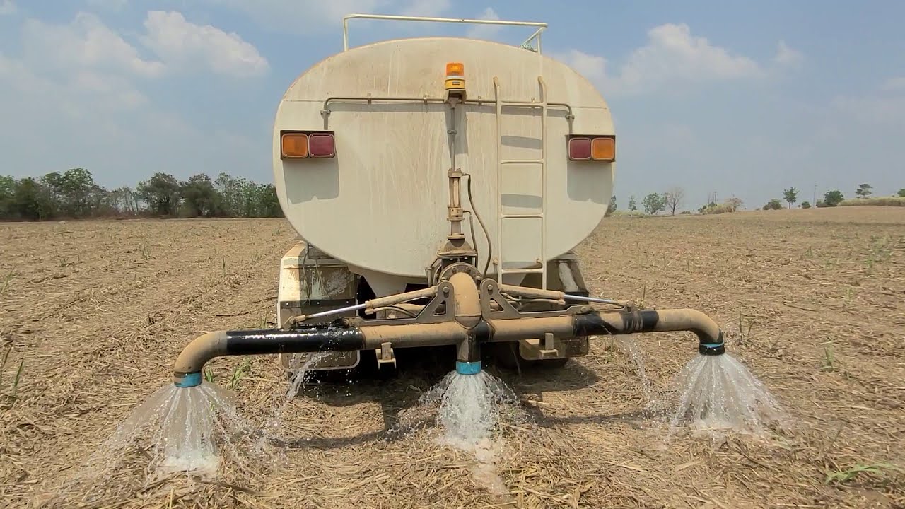 รดน้ำอ้อยตอ