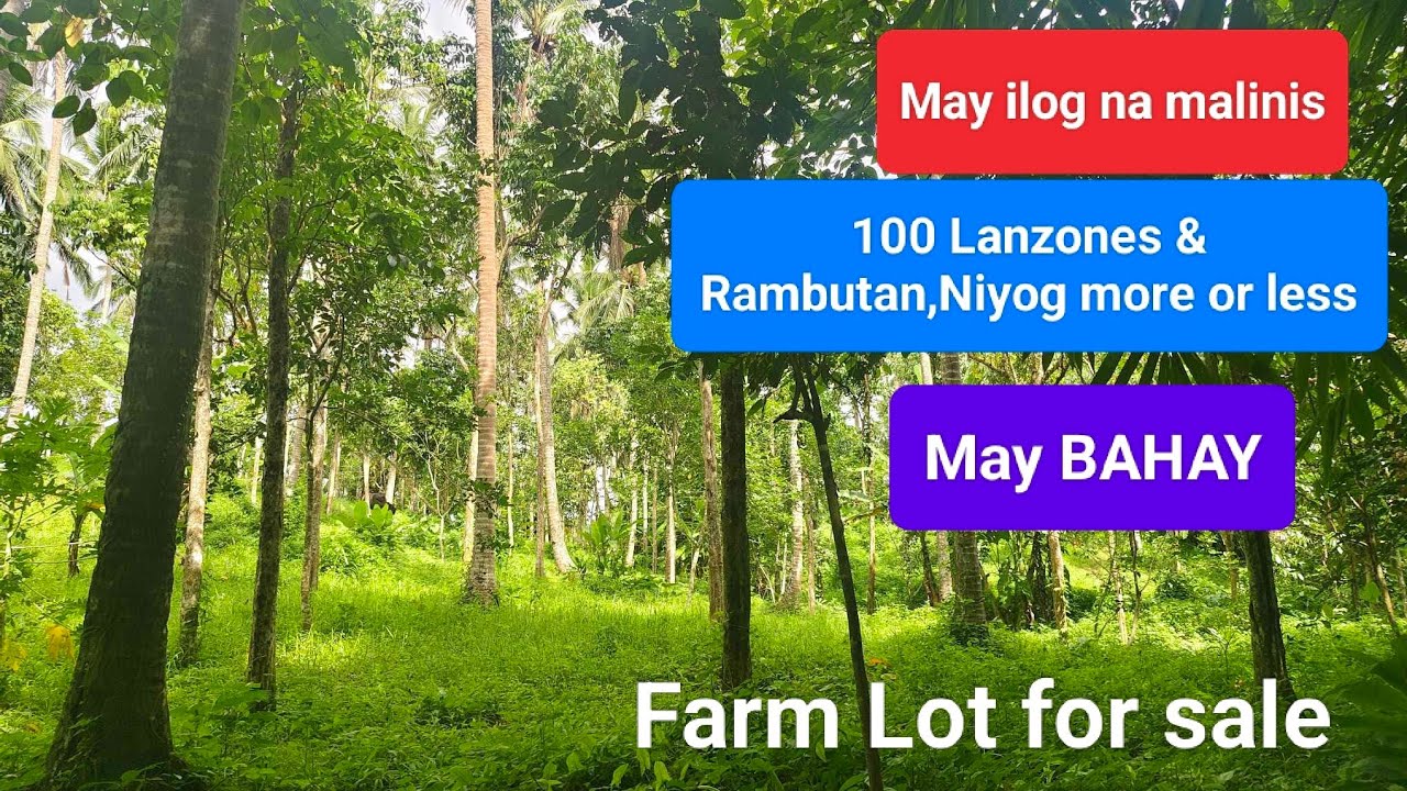 #Vlog334 FARM LOT w/HOUSE FOR SALE | May ilog na malinis | along Brgy road | 100 puno ng Lanzones