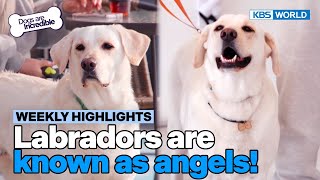 [Weekly Highlights] She's okay at home, so why...?🧐 [Dogs Are Incredible] | KBS WORLD TV 240423