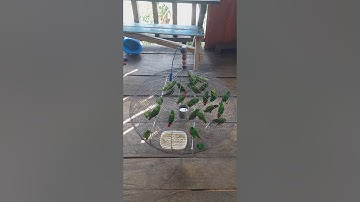 burung serindit gangster