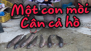 Câu lure cá lóc ngày nắng cháy. Một con mồi đồ sát cả hồ| Dương Quốc Việt