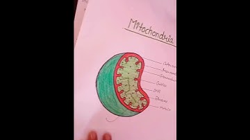 project file on cell and its organelles#video #projectfile