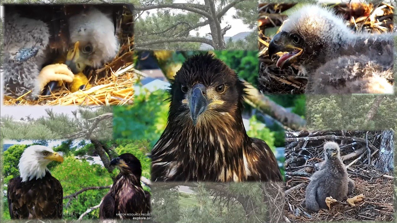 Trempealeau Eagles🦅TE3 on Last Day of Livestream📹 Plus Top Season Highlights💖explore.org 2025 Aug 15