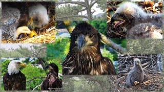 Trempealeau Eagles🦅TE3 on Last Day of Livestream📹 Plus Top Season Highlights💖explore.org 2025 Aug 15