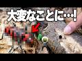 森に落ちてる枝を持って帰ると大変なことになります