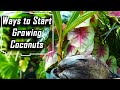 How to Grow Coconut Tree