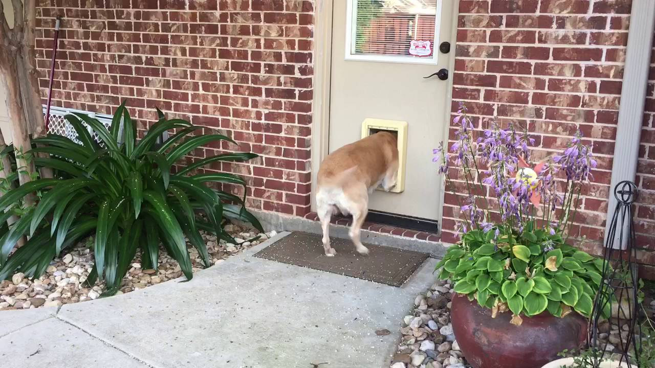 Stuck in doggy door! YouTube