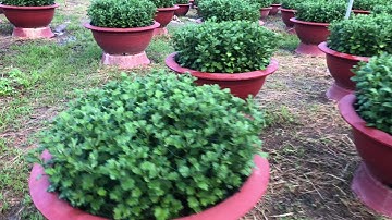 Bông Tết 2020 #Video 2 . Sỉ bông cúc đại đoá  23/9/2019 Âm Lịch