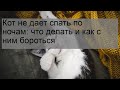 Кот не дает спать по ночам: что делать и как с ним бороться