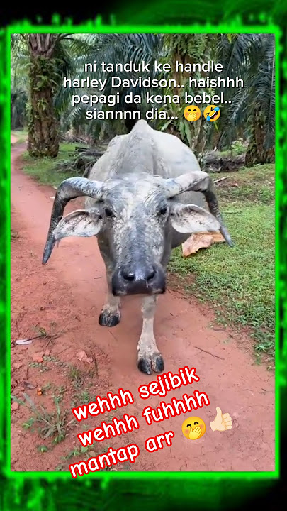 kambau ni 🤭 fuhhhh tak rilek ehhh handle tuu.. dah femos kena jaga penampilan lps ni 🤣