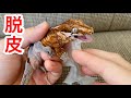 凶暴なヤモリの脱皮をお手伝い【ガーゴイルゲッコー】Gargoyle gecko