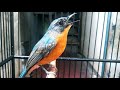 Suara Pancingan Tledekan Gunung Gacor Pancing Emosi Tledekan Lain Mp3 - Mp4 Download
