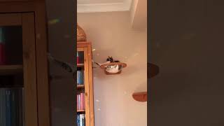 Chasing little pieces of magic ✨🐾 #cat #catvideos #cats