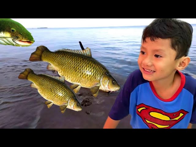 Jalan - jalan ke Hypermart Nemu Ikan Mas Terdampar Ikan Lele, Goldfish, Animal Videos class=