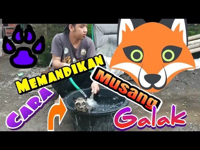 Cara Memandikan Musang Galak Youtube Cara Memandikan Musang Galak Youtube