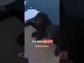 Cop Saves Two Dogs From Icy Pond🔥🔥🔥#bodycam #police #lawenforcement #cops #hero #crime