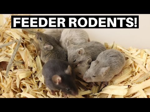 Breeding Feeder Rodents! Breeding Mice And Rats For Snakes! - Benjamin&rsquo;s Exotics