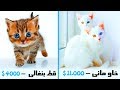 أغلى 10 قطط فى العالم " تكلف ثروة لشرائها " .. !!