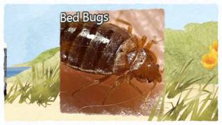 Pest Management Insect Control 916-226-4836 Lincoln CA, Pest Inspection
