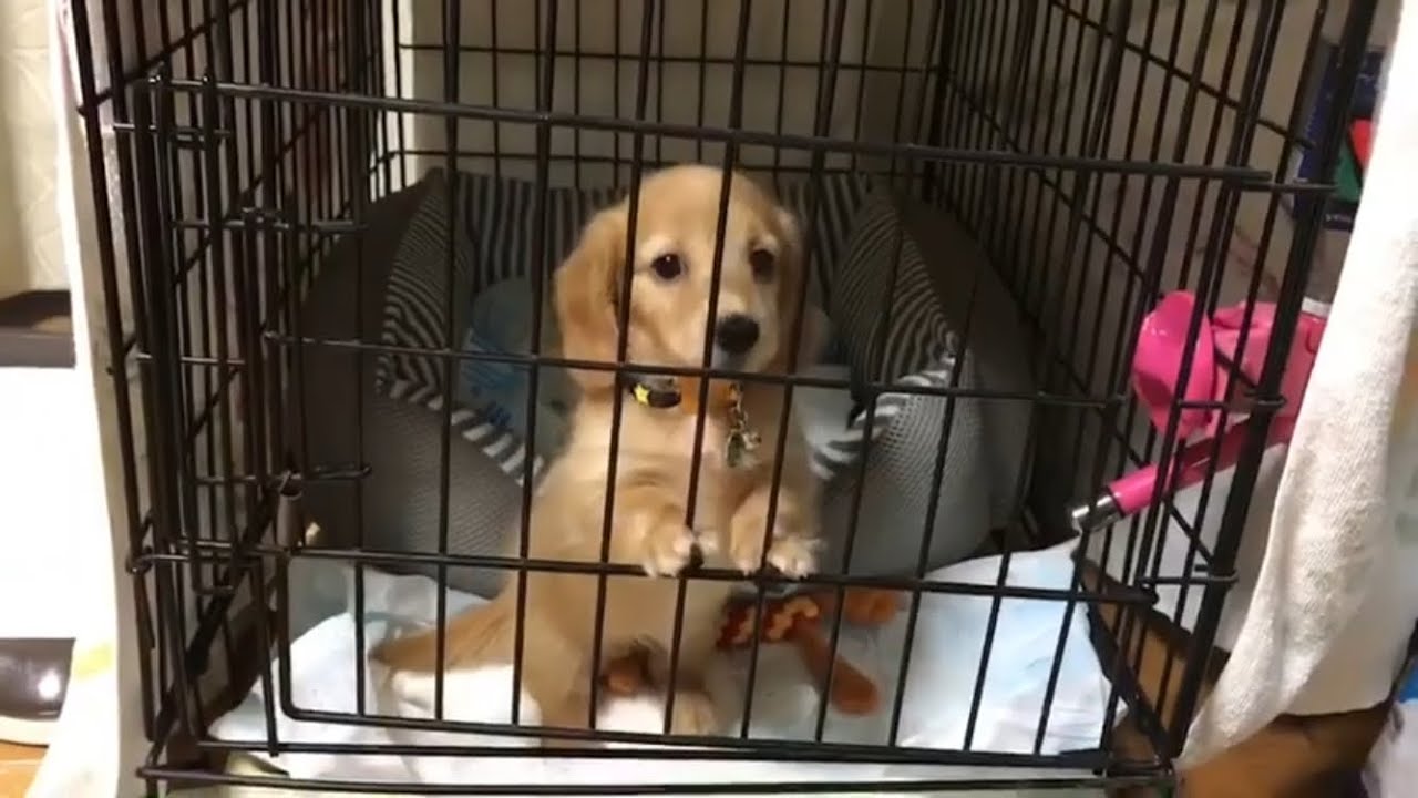 外に出して欲しいミニチュアダックスの子犬 可愛い Youtube 外に出して欲しいミニチュアダックスの子犬 可愛い Youtube