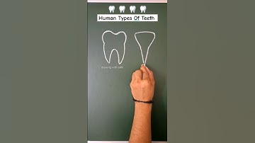 Human different types of teeth 🦷 #shorts #short #shortsvideo #shortsfeed #youtubeshorts #teeth #art