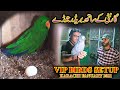 VIP Birds Setup Guaranteed Breeder Pair Amazon Gray Macaw Electus Parrot at Setup of Faisal 2021