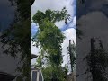Cutting A Tree 2025 Cutting A Tree 2025