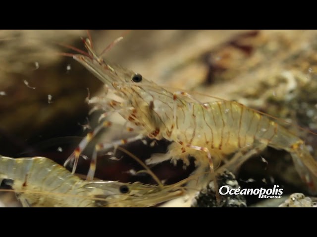 Crevette : définition, photos, aquarium, reproduction