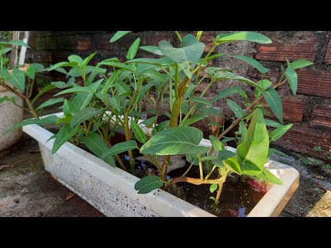 cách trồng rau mầm - Cách Trồng Rau Muống Nước Bằng Cành Siêu Nhanh Thu Hoạch ● How to grow water spinach from cutting