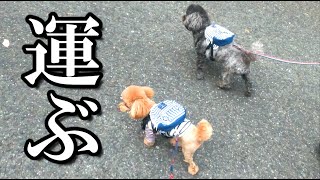 リュックで自分のモノを運ぶ犬が最後マジギレしました