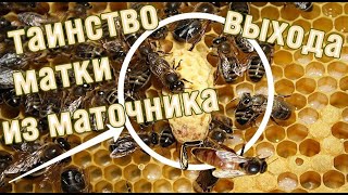 Процесс выхода матки из маточника.