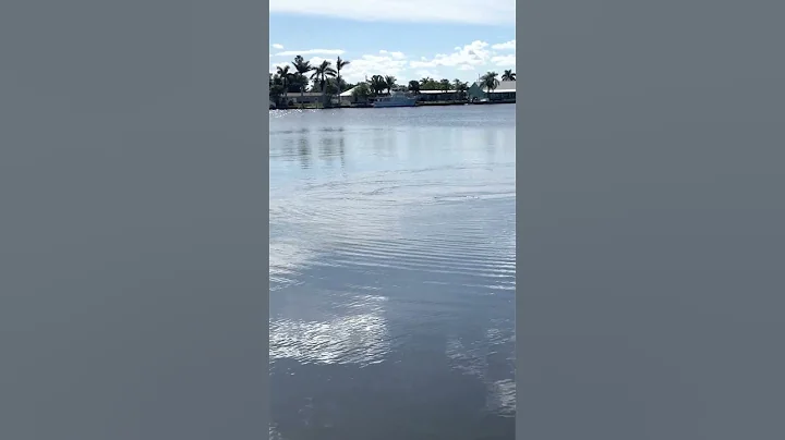 Manatee sighting in Lake Shepard viewed from 420 N...